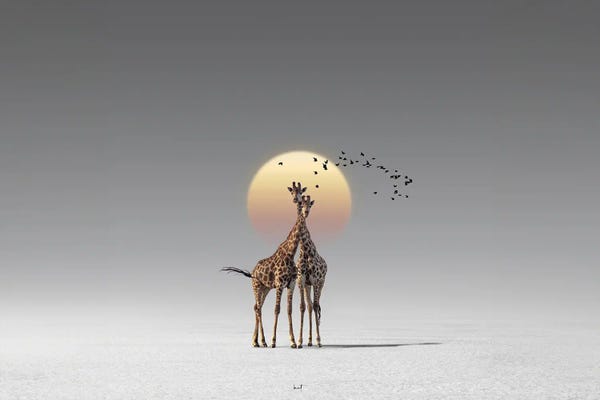 Giraffes: Two Forever by Kathrin Federer