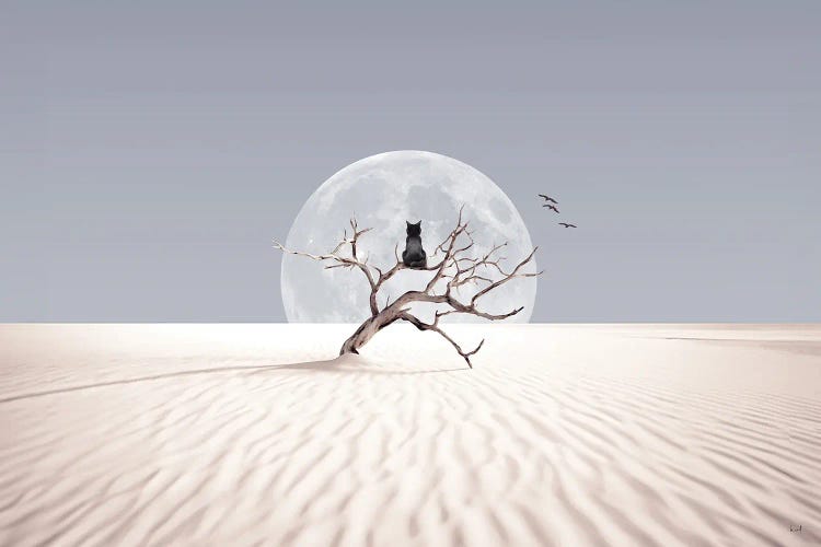 Desert Dreamer