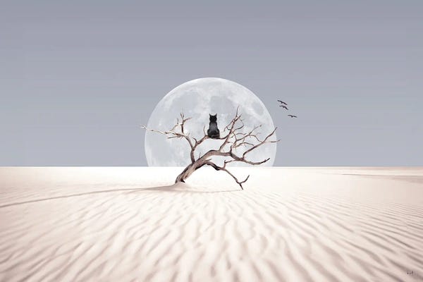 Desert Dreamer