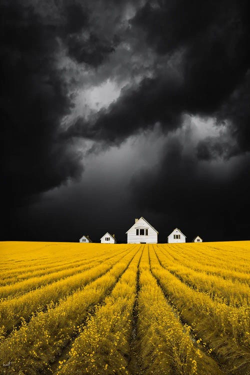 Apocalyptic Canola Dream by Kathrin Federer wall art