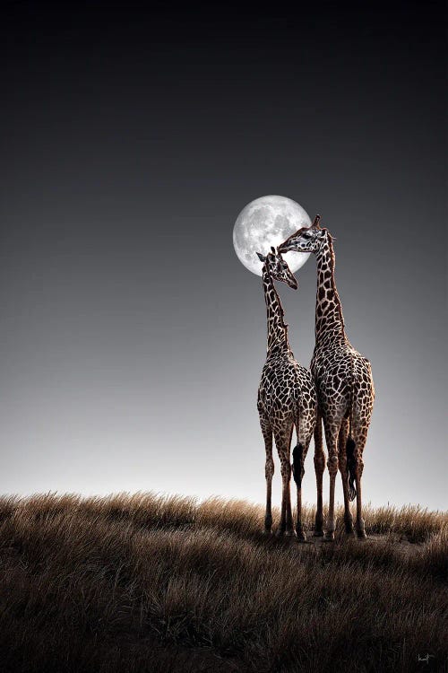 Love Beyond The Savannah by Kathrin Federer wall art