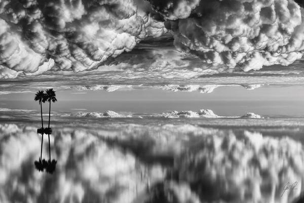 Composite Photography: Palm On Cotton Wool by Kathrin Federer