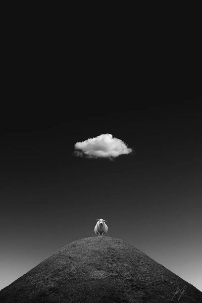 Minimalist Photography: The Illuminated Sheep by Kathrin Federer