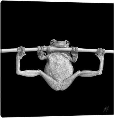 Training For Olympics Canvas Art Print - Frogs