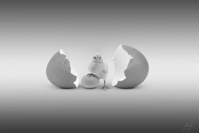 Which Came First by Kathrin Federer acrylic art print