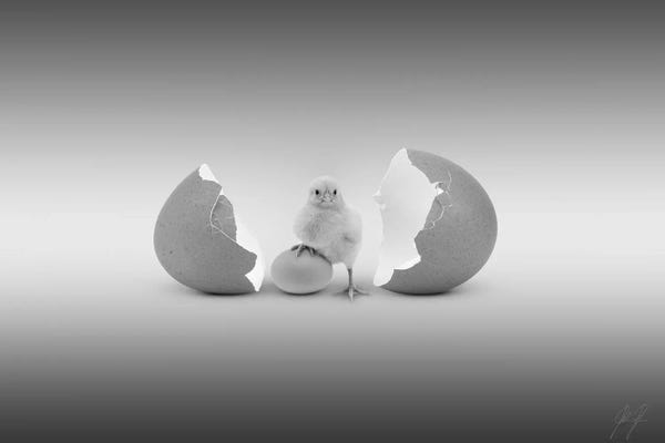 Minimalist Photography: Which Came First by Kathrin Federer