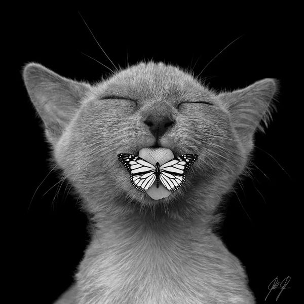 Black & White Animal Art: Baaahhh by Kathrin Federer