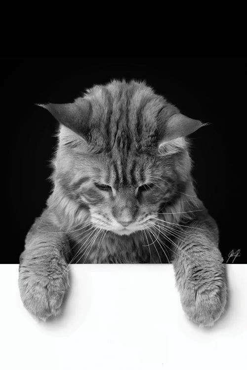 Cute Cat I