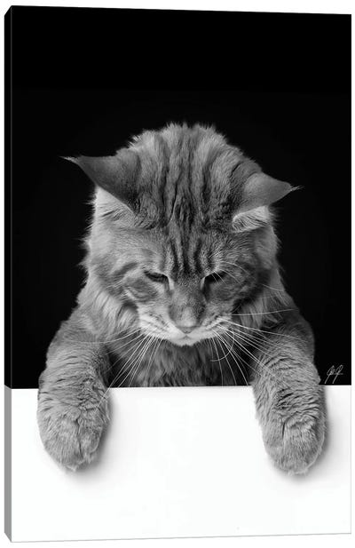 Cute Cat I Canvas Art Print - Kathrin Federer