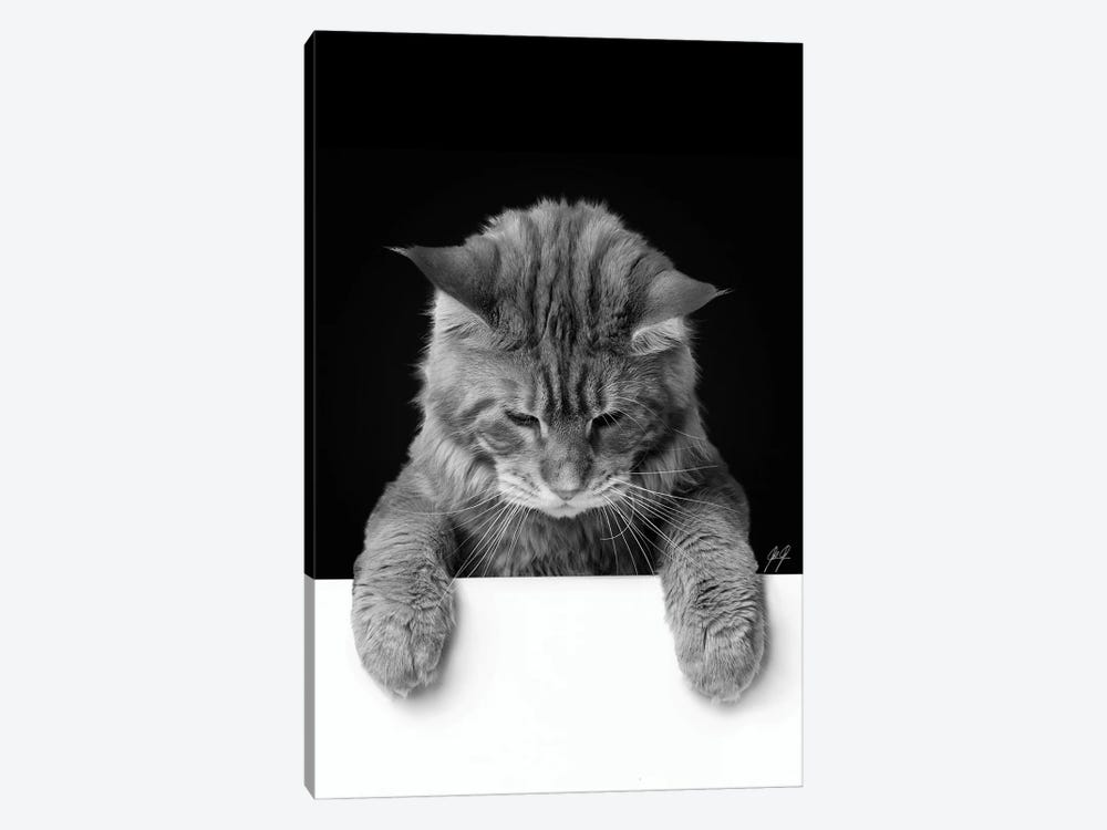 Cute Cat I by Kathrin Federer 1-piece Canvas Art Print