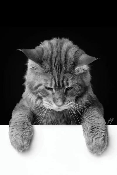 Photography: Cute Cat I by Kathrin Federer