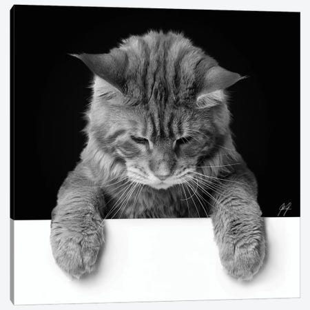 Cute Cat II Canvas Print #KFD60} by Kathrin Federer Canvas Wall Art
