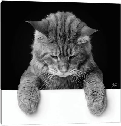 Cute Cat II Canvas Art Print - Kathrin Federer