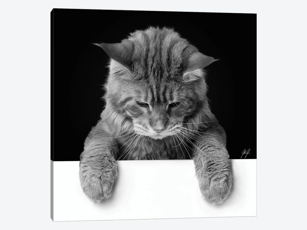 Cute Cat II by Kathrin Federer 1-piece Canvas Art Print
