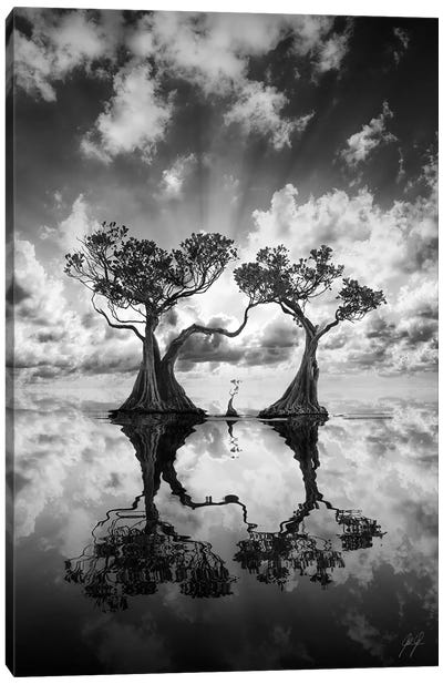 Mangrove Trees II Canvas Art Print - Black & White Scenic
