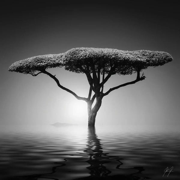 Black & White Florals: Mushroom Tree by Kathrin Federer