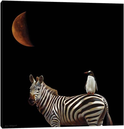Pilgrimage Canvas Art Print - Zebra Art