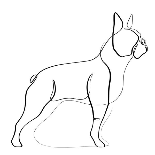 Dane Khy: Boston Terrier by Dane Khy