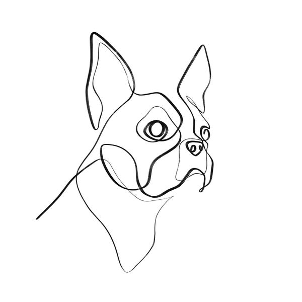 Dane Khy: Boston Terrier Portrait by Dane Khy
