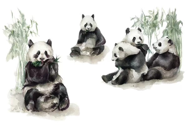 Pandas: Pandas by Kira Balan
