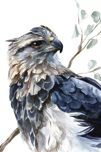 Eagle by Kira Balan framed wall art