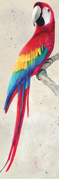 Parrots: Parrot by Kim Haskins