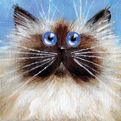 Mini Seal Point On Blue by Kim Haskins framed canvas print