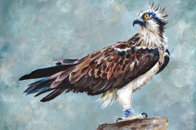 Osprey by Kim Haskins framed canvas print