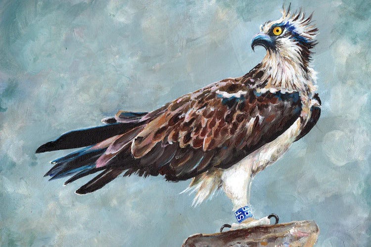 Osprey
