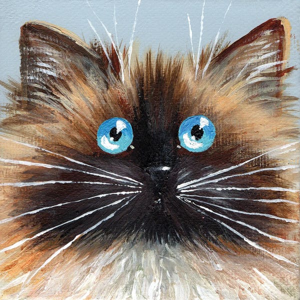 Cats: Choc Seal Point by Kim Haskins