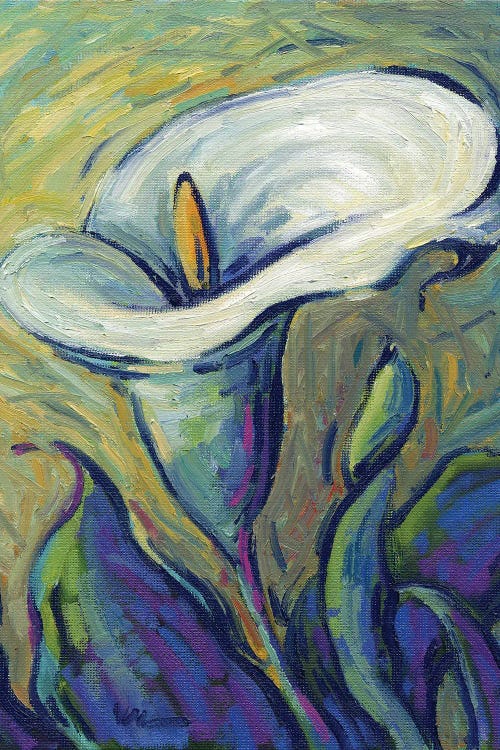 Cala Lily