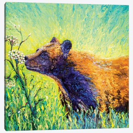 Hemlock Bear Canvas Print #KIM29} by Kimberly Adams Canvas Art Print
