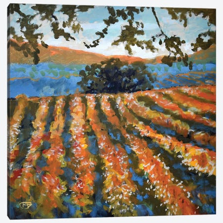 Late Afternoon Vineyard Canvas Print #KIP21} by Kip Decker Canvas Artwork