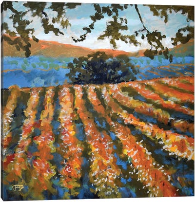 Late Afternoon Vineyard Canvas Art Print - Kip Decker