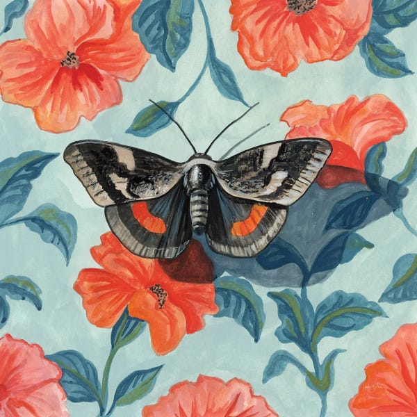 Moths: Academia Moth On The Wall by Kate Jarvik Birch