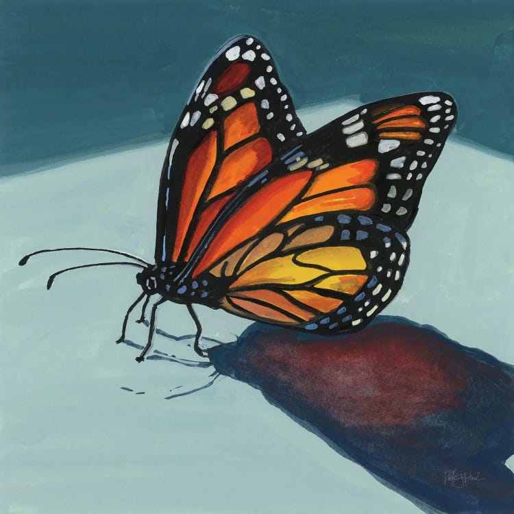 Shadow Study of a Butterfly