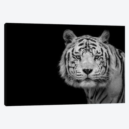 Bengal White Tiger Canvas Print #KJF1} by Nauzet Baez Photography Canvas Wall Art