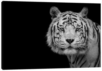 Bengal White Tiger Canvas Art Print