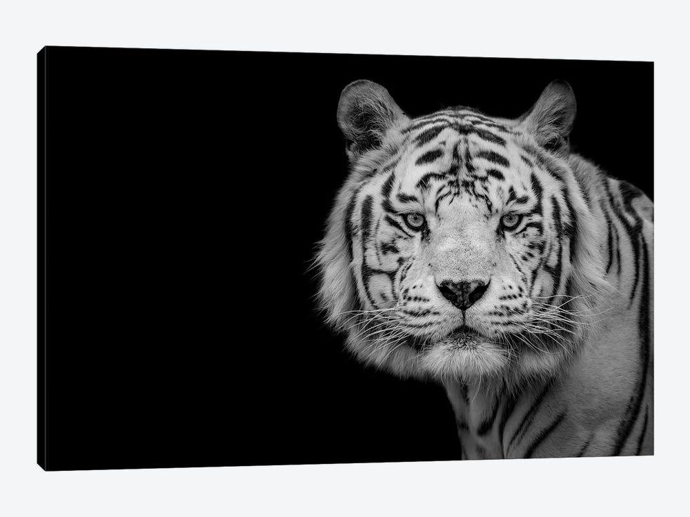Bengal White Tiger by Nauzet Baez Photography 1-piece Canvas Art Print