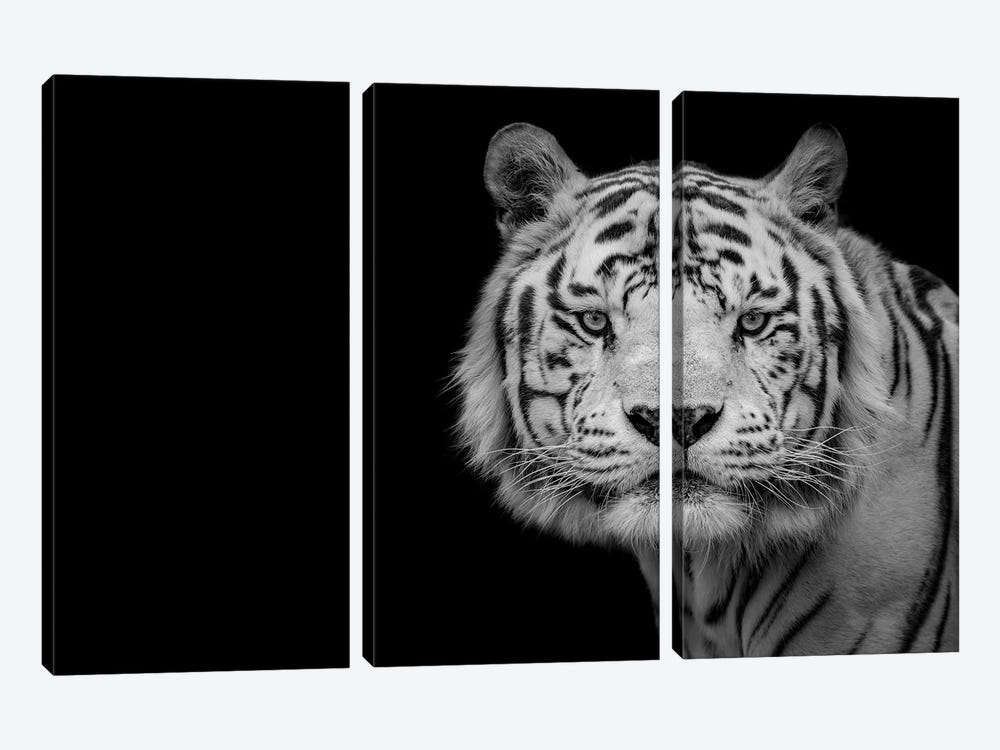 Bengal White Tiger by Nauzet Baez Photography 3-piece Art Print