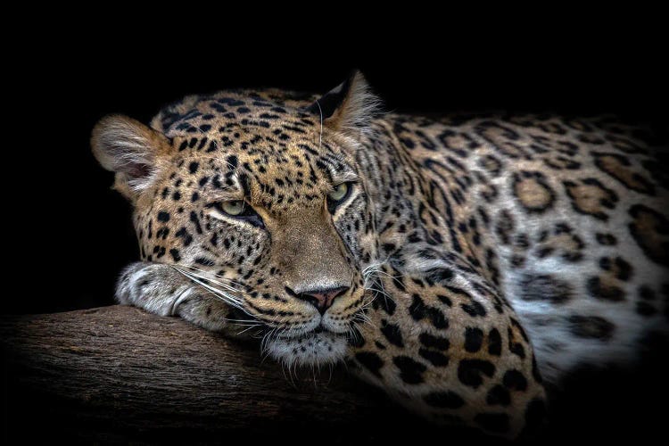 Leopard Resting by Nauzet Baez Photography wall art