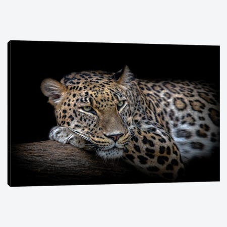 Leopard Resting Canvas Print #KJF2} by Nauzet Baez Photography Canvas Art