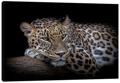 Leopard Resting Canvas Art Print