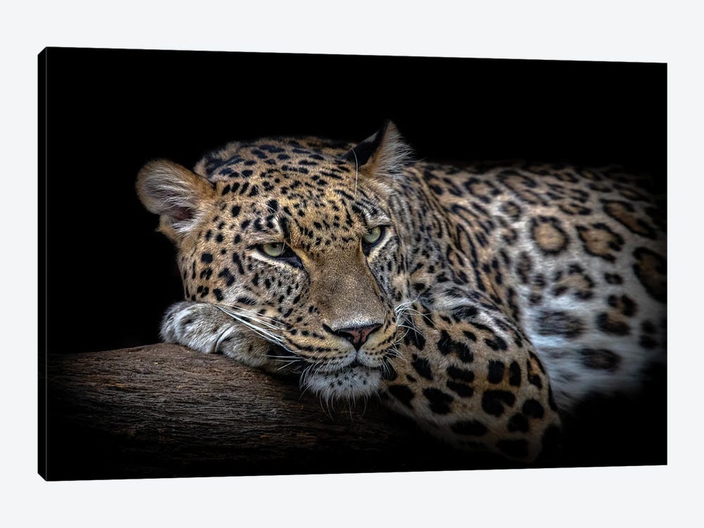 Leopard Resting by Nauzet Baez Photography 1-piece Canvas Art
