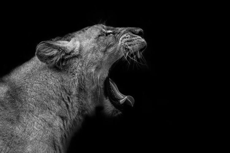 Lioness In Low Key by Nauzet Baez Photography wall art