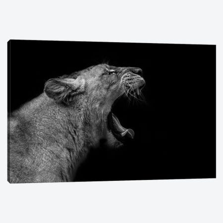 Lioness In Low Key Canvas Print #KJF3} by Nauzet Baez Photography Canvas Art