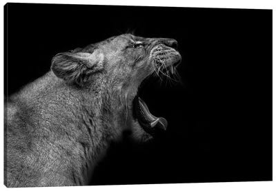 Lioness In Low Key Canvas Art Print