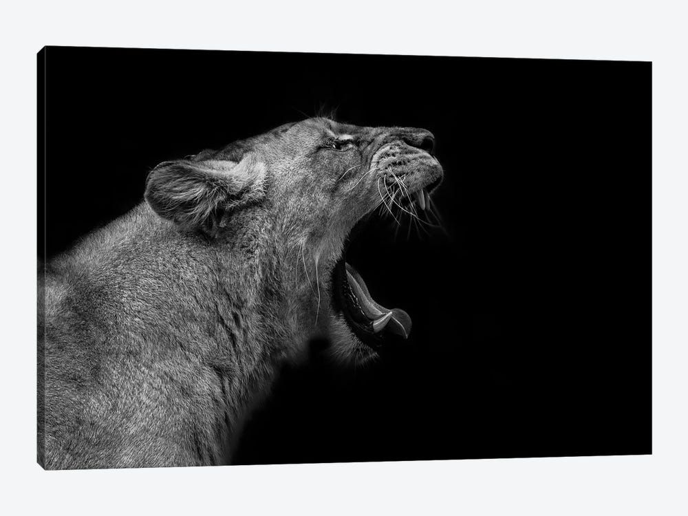 Lioness In Low Key by Nauzet Baez Photography 1-piece Canvas Print