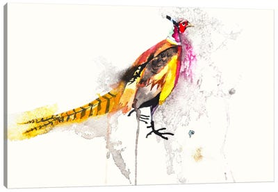 Pheasant Canvas Art Print