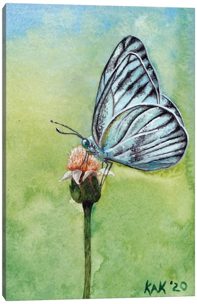 Butterfly II Canvas Art Print - KAK Art & Designs